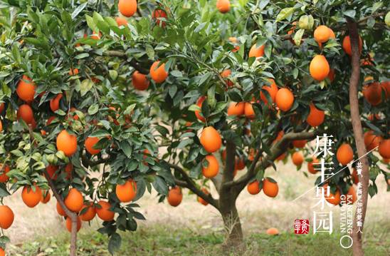 贛南臍橙 從初級(jí)農(nóng)產(chǎn)品到“任性霸屏”的華麗轉(zhuǎn)身